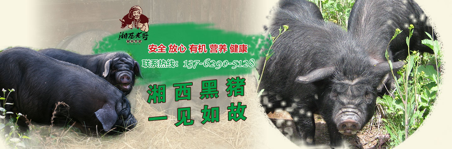 湖南湘西牧业有限公司-湖南省牧业|湖南省湘西黑猪养殖场|湖南黑猪种猪