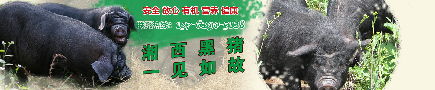 湖南湘西牧业有限公司-湖南省牧业|湖南省湘西黑猪养殖场|湖南黑猪种猪